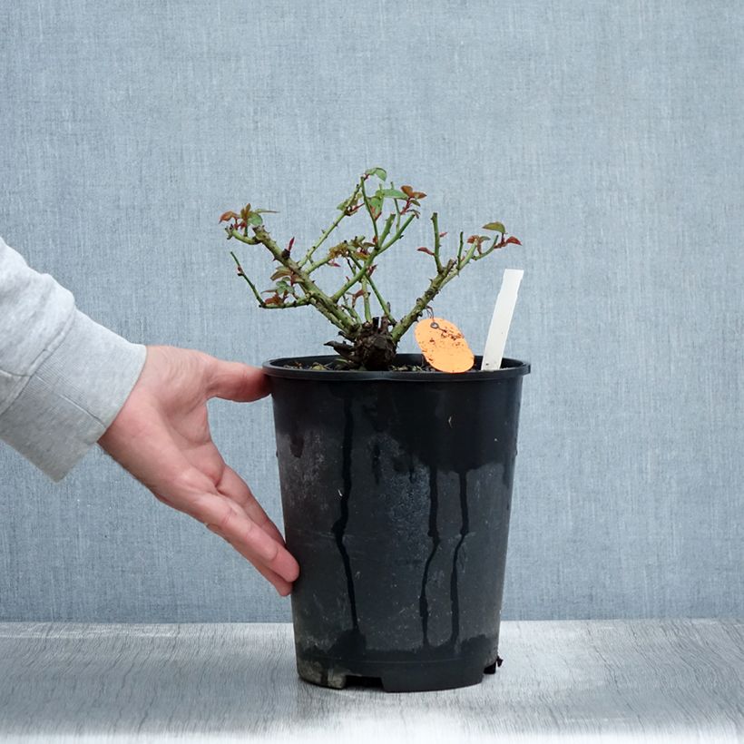 Exemplaar van Rosa Meillandina Lavender - Miniatuurroos Pot van 4 l/5 l zoals geleverd in de herfst