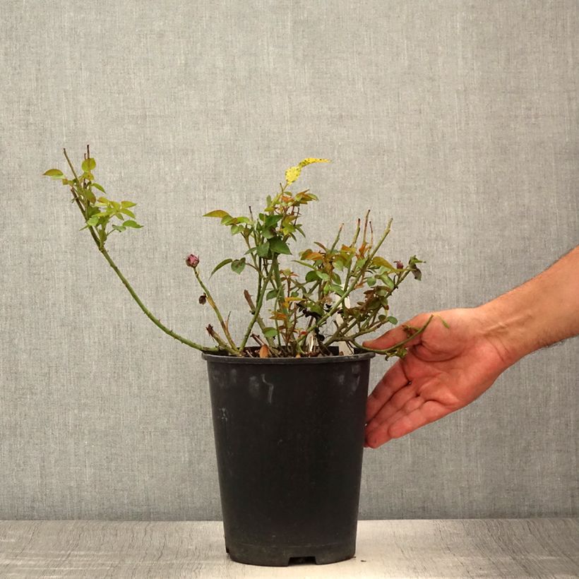 Exemplaar van Rosa Meillandina Lavender - Miniatuurroos Pot van 4 l/5 l zoals geleverd in de zomer