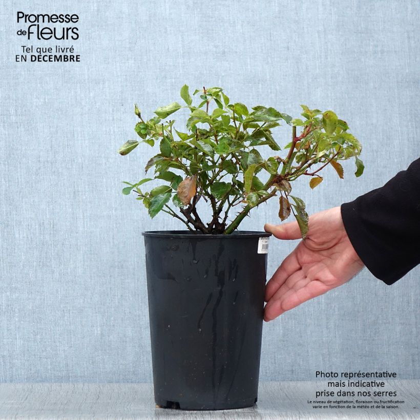 Exemplaar van Rosa Pastel Babylon Eyes - Struikroos Pot van 4 l/5 l zoals geleverd in de herfst