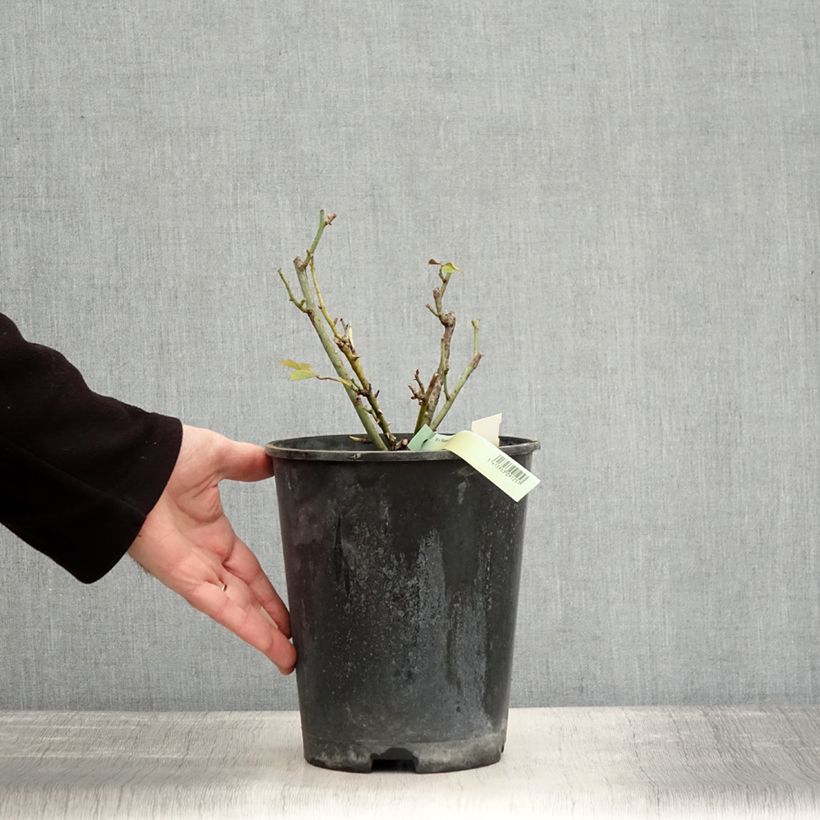 Example of Rosier Princesse de Galles  Pot van 3 l/4 l as you get in hiver