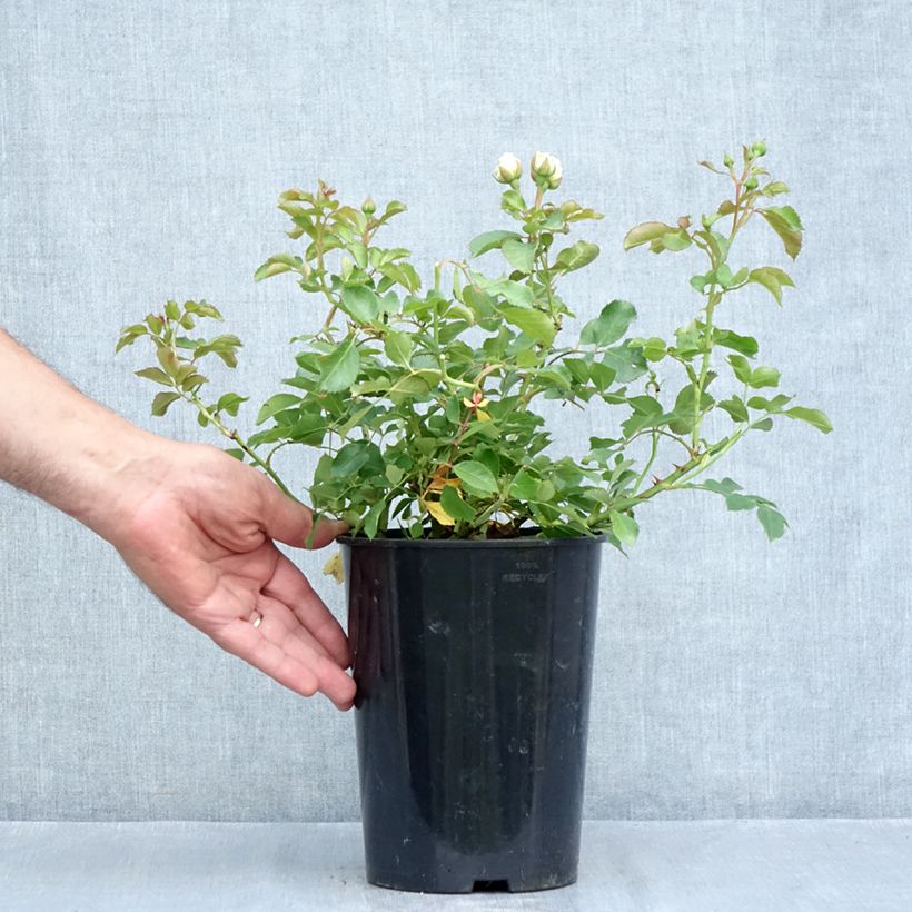 Exemplaar van Rosa Schneeküsschen - Patioroos Pot van 2 l/3 l zoals geleverd in de zomer