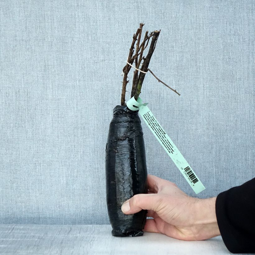 Example of Rosa Sweet Dream - Patioroos In kluit as you get in hiver