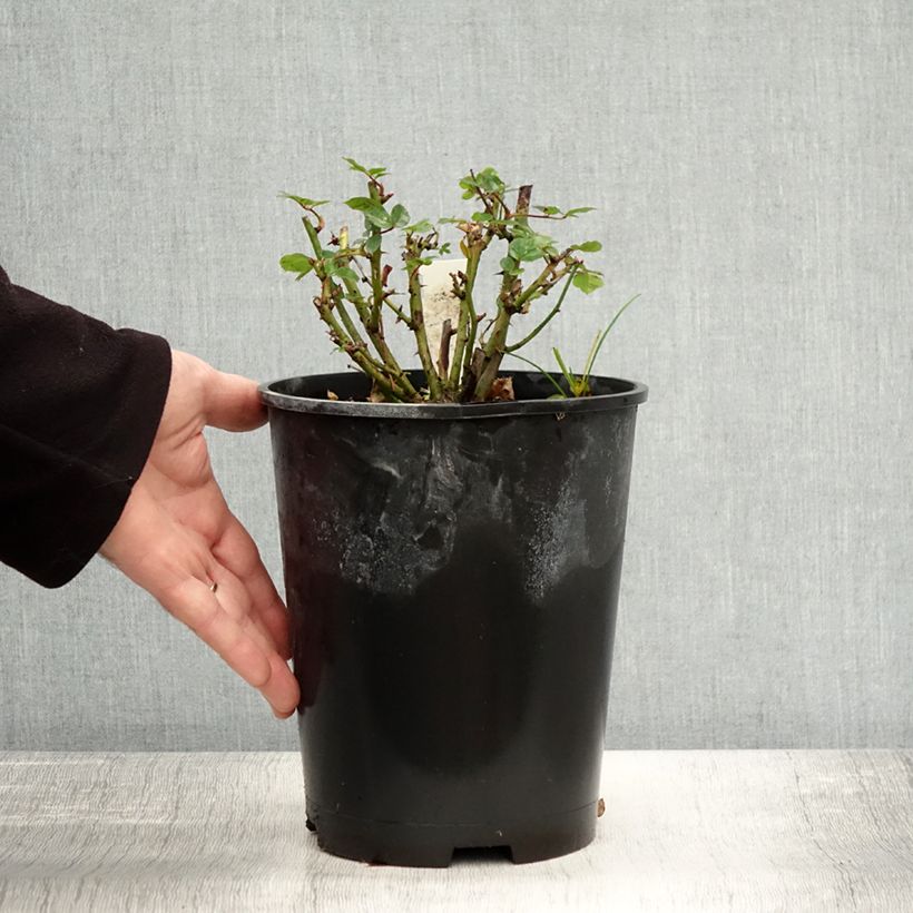 Exemplaar van Rosa Sweet Dream - Patioroos Pot van 3 l/4 l zoals geleverd in de herfst