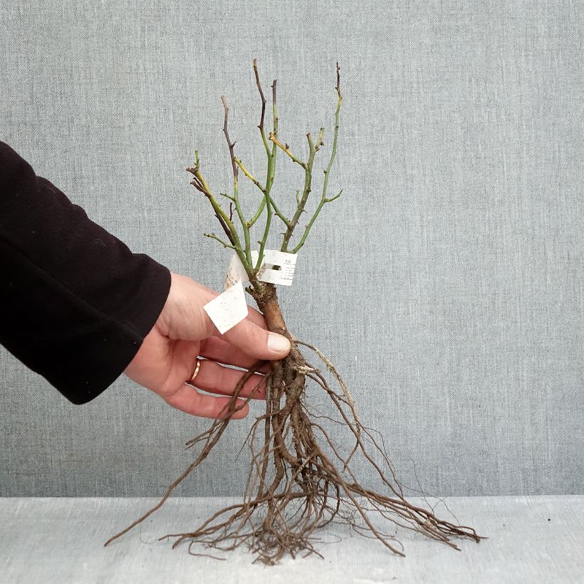 Example of Rosa Sweet Dream - Patioroos Naakte wortel as you get in hiver