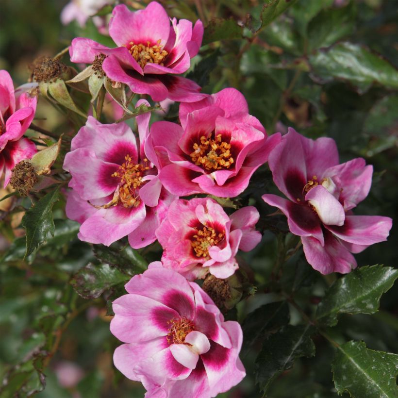 Rosa Trendy Babylon Eyes - Struikroos (Flowering)