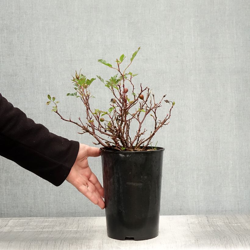 Exemplaar van Rosier nain Trendy Babylon Eyes Pot de 4L/5L zoals geleverd in de herfst