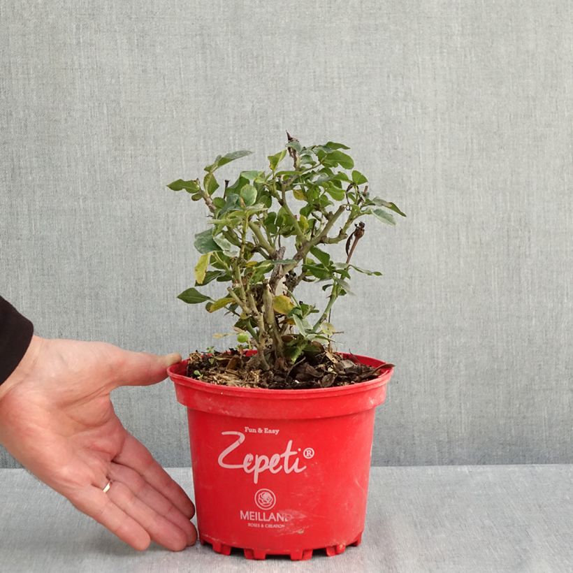 Exemplaar van Courgette BIO - Ferme de Sainte Marthe het zakje met 15 zaden zoals geleverd in de herfst