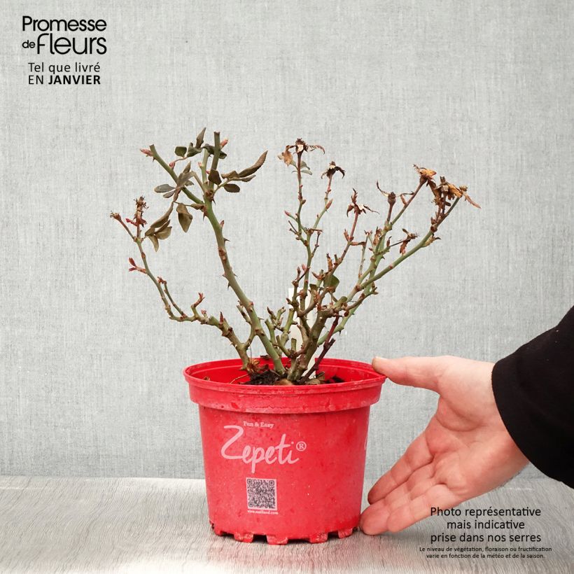 Example of Rosa Zepeti - Patioroos Pot van 3 l/4 l as you get in hiver