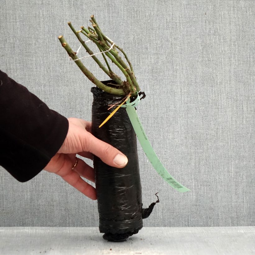 Exemplaar van Rosa Alexander von Humboldt - Polyantharoos In kluit zoals geleverd in de winter