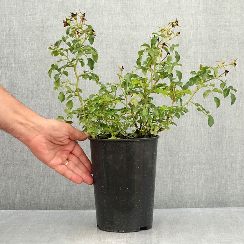 Exemplaar van Rosa Lupo - Miniatuurroos Pot van 3 l/4 l zoals geleverd in de zomer