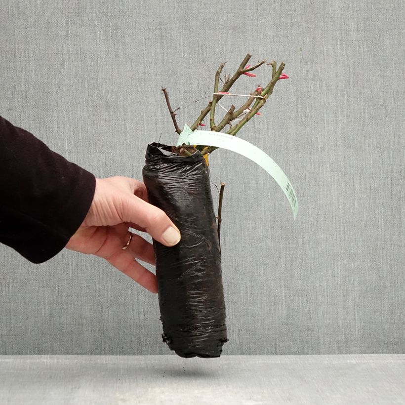 Exemplaar van Rosa Impala - Grootbloemige roos In kluit zoals geleverd in de winter