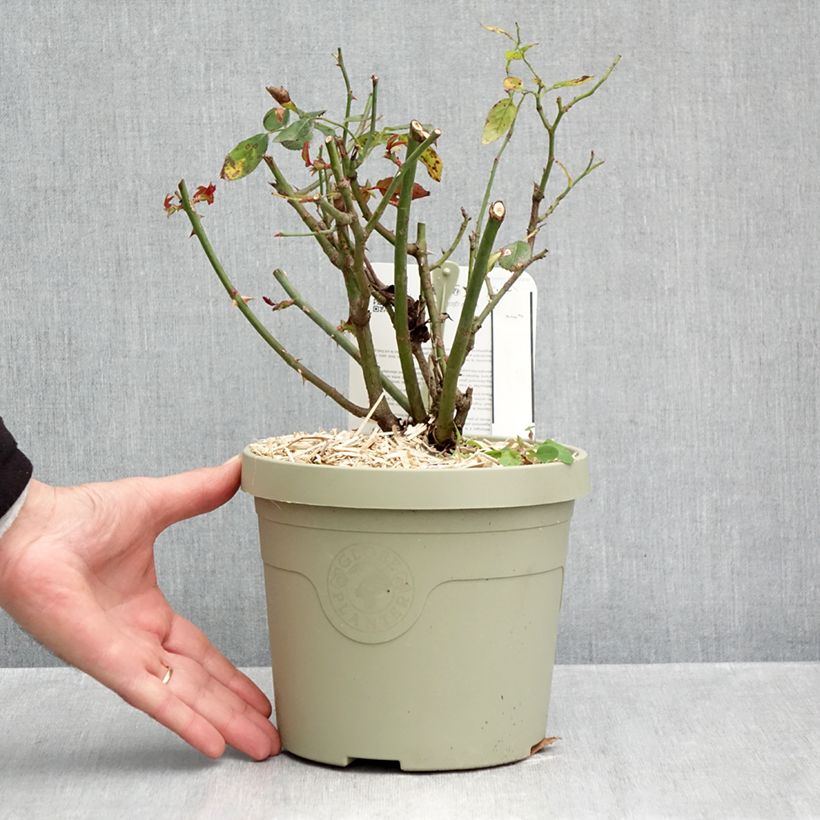Exemplaar van Rosa Milano - Trosroos Pot van 1,5 l/2 l zoals geleverd in de herfst