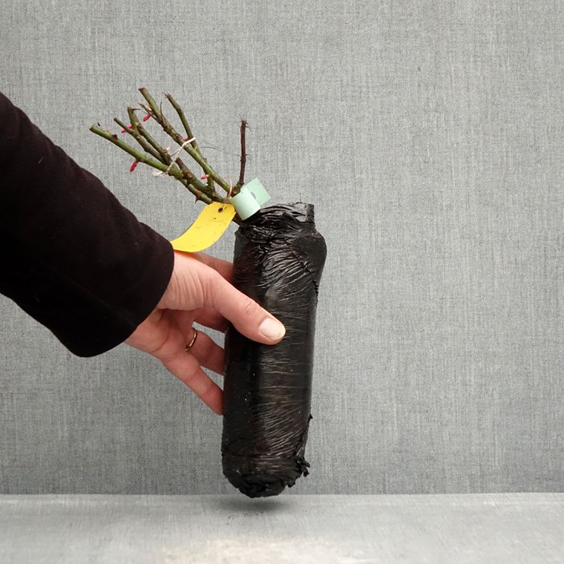 Exemplaar van Rosa Xenia - Trosroos In kluit zoals geleverd in de winter