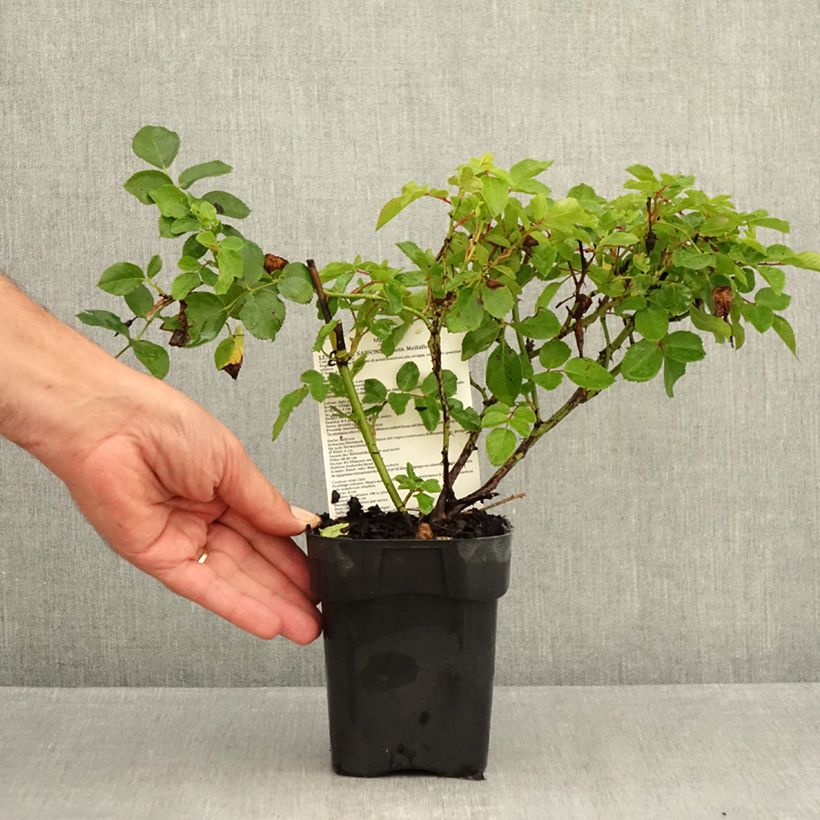 Exemplaar van Rosa Pink Swany - Bodembedekkende roos Pot van 10 cm/11 cm zoals geleverd in de zomer