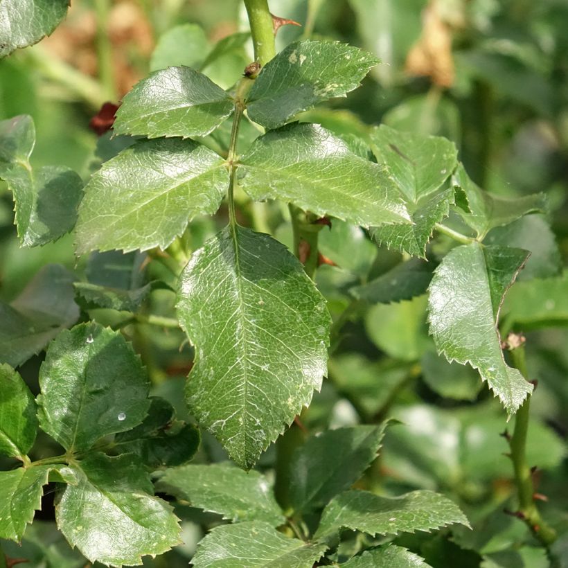 Rosa Pink Swany - Bodembedekkende roos (Blad)