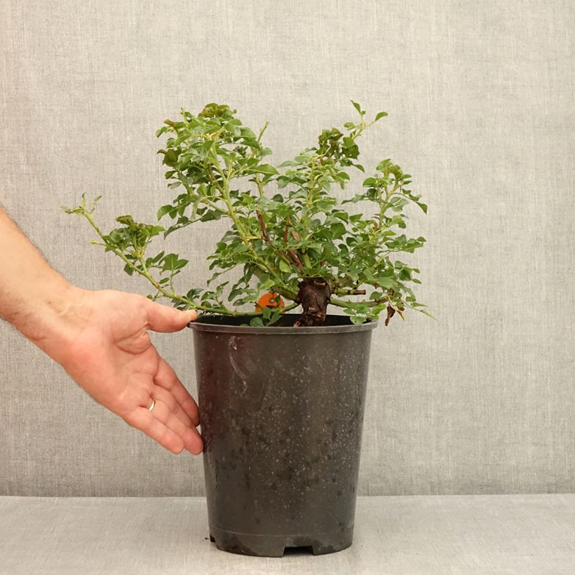 Exemplaar van Rosa Pink Swany - Bodembedekkende roos Pot van 4 l/5 l zoals geleverd in de zomer