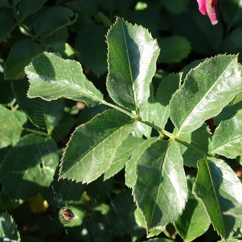 Rosa HELLO - Patioroos (Blad)