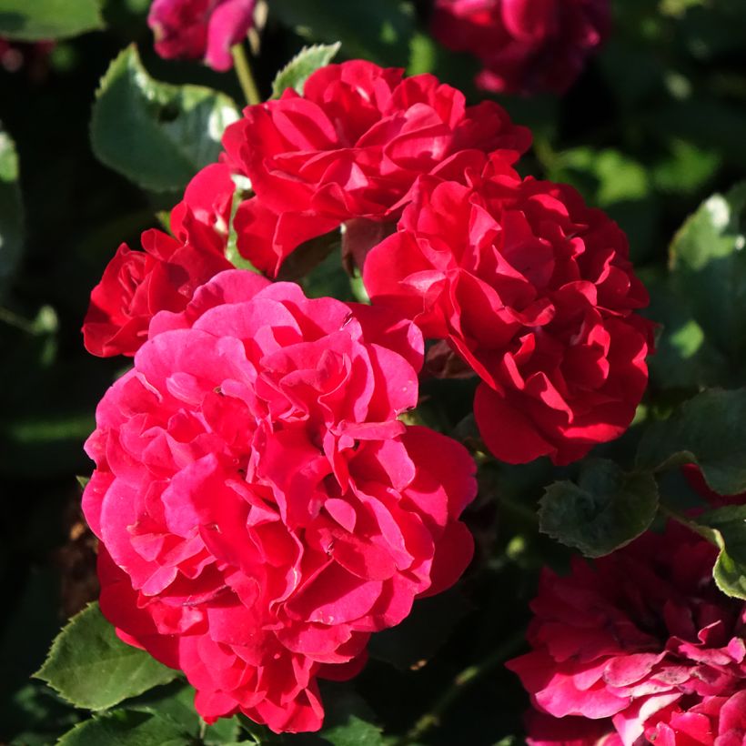 Rosa HELLO - Patioroos (Bloei)