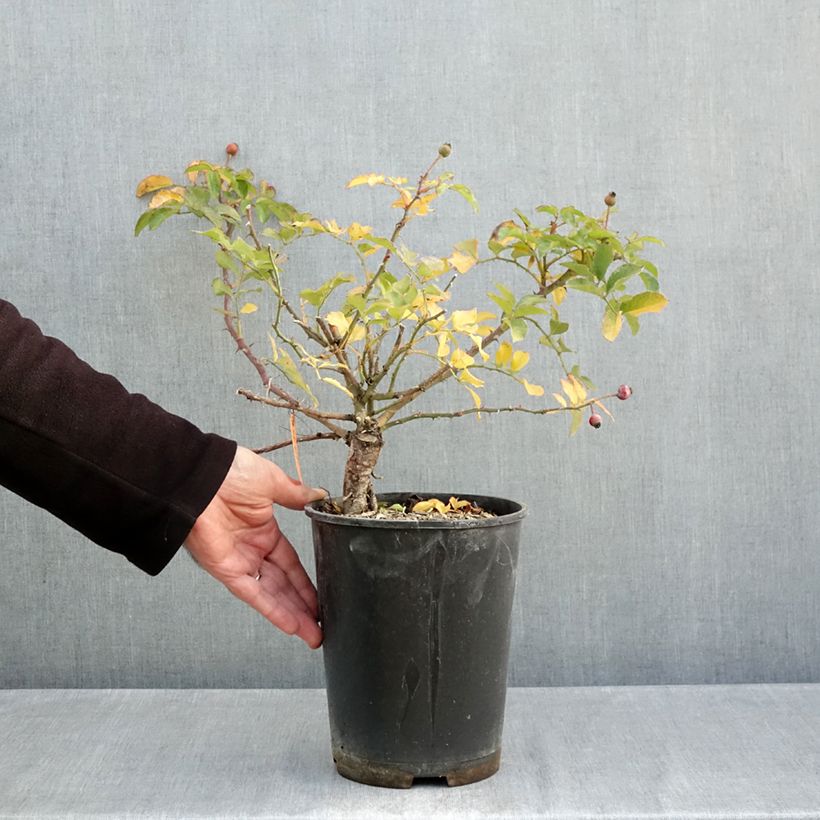 Exemplaar van Rosa HELLO - Patioroos Pot van 4 l/5 l zoals geleverd in de herfst