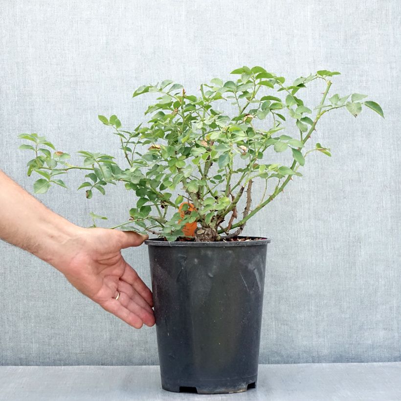 Exemplaar van Rosa HELLO - Patioroos Pot van 4 l/5 l zoals geleverd in de zomer