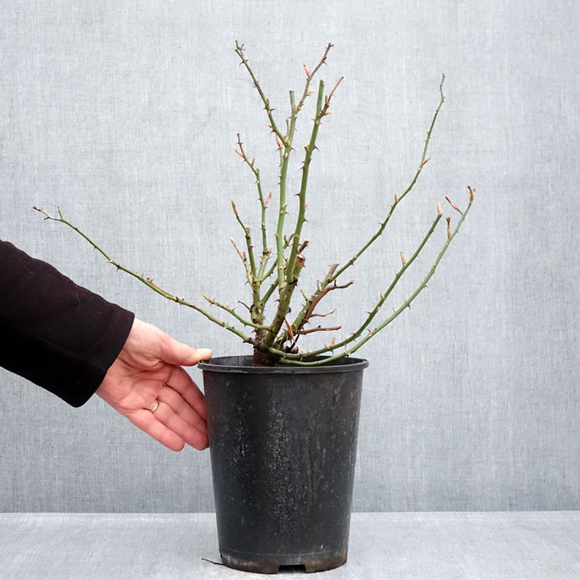 Exemplaar van Rosa HELLO - Patioroos Pot van 4 l/5 l zoals geleverd in de winter