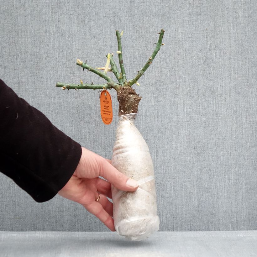 Exemplaar van Rosa HELLO - Patioroos In kluit zoals geleverd in de winter