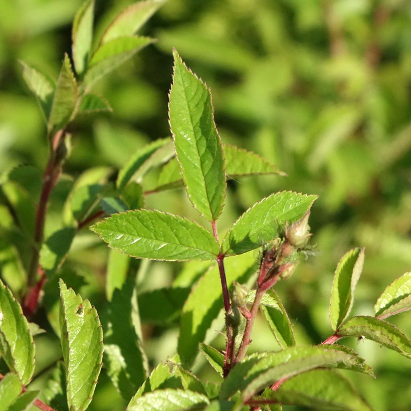 Rosa Rosanatura Bicolore - Trosroos (Blad)