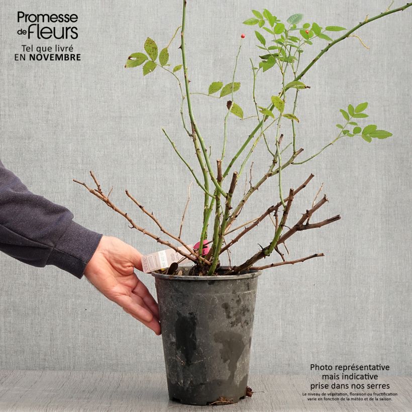 Exemplaar van Rosa Rosanatura Bicolore - Trosroos Pot van 2 l/3 l zoals geleverd in de herfst