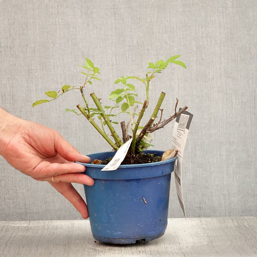 Exemplaar van Rosa Rosanatura Bicolore - Trosroos Pot van 2 l/3 l zoals geleverd in de zomer