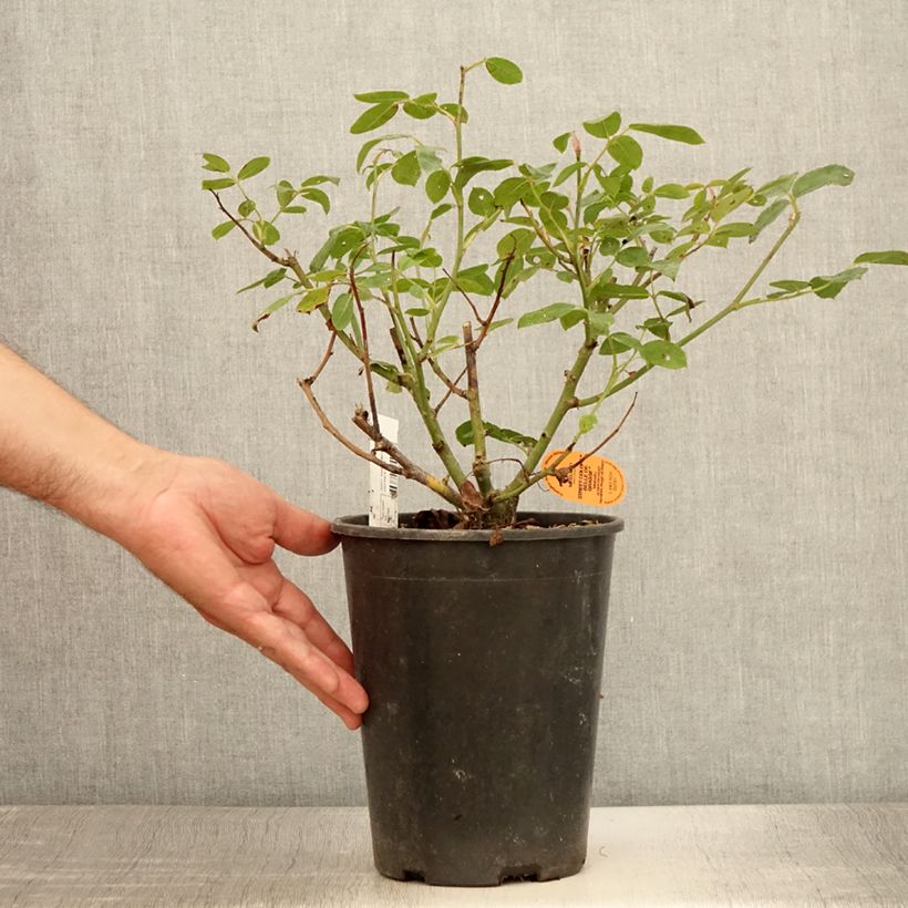 Example of Rosier paysager Street Colors Belle de Grasse  Pot van 4 l/5 l as you get in ete