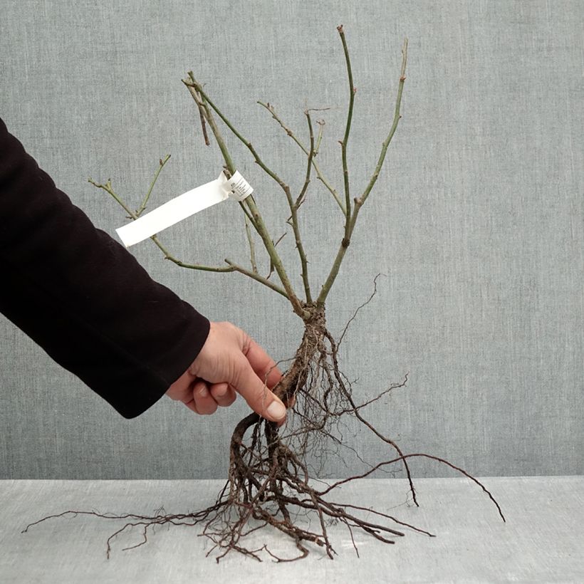 Example of Rosier paysager Street Colors Belle de Grasse  Naakte wortel as you get in hiver