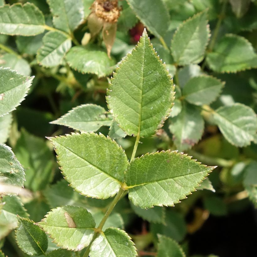 Rosa Jolie Provence - Trosroos (Blad)