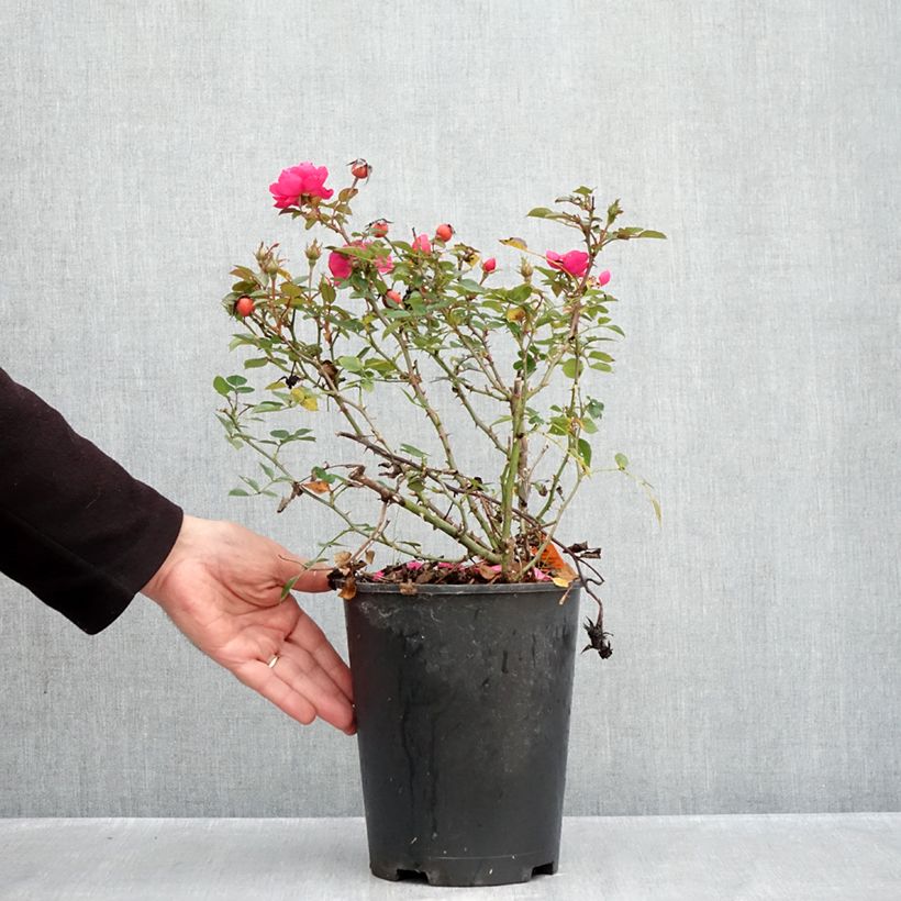 Exemplaar van Rosa Jolie Provence - Trosroos Pot van 4 l/5 l zoals geleverd in de herfst