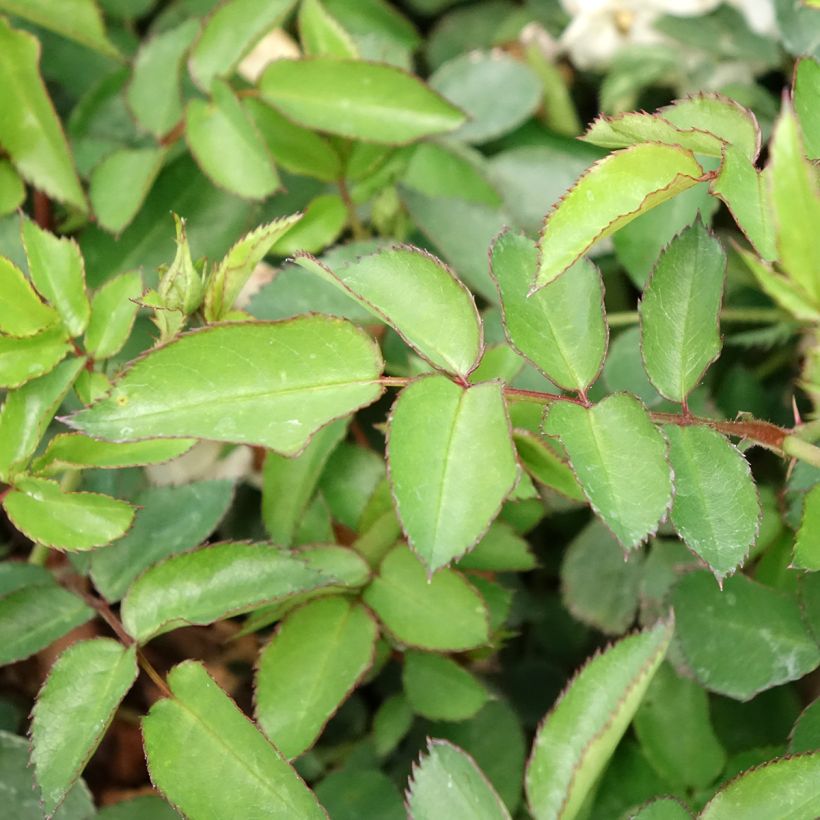 Rosa La Grande Motte - Trosroos (Blad)