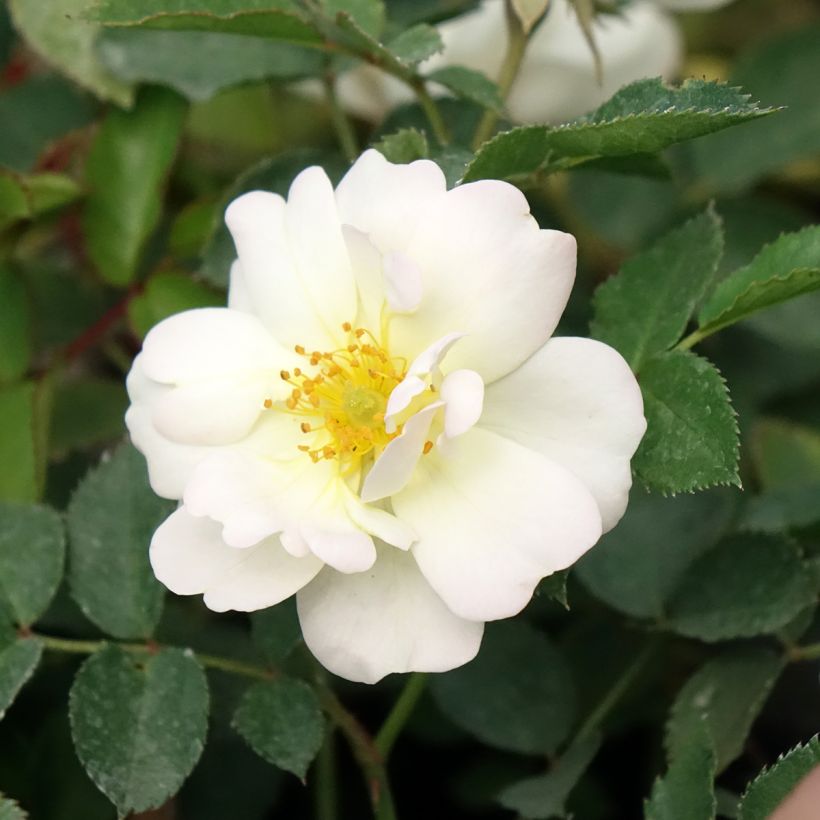 Rosa La Grande Motte - Trosroos (Bloei)