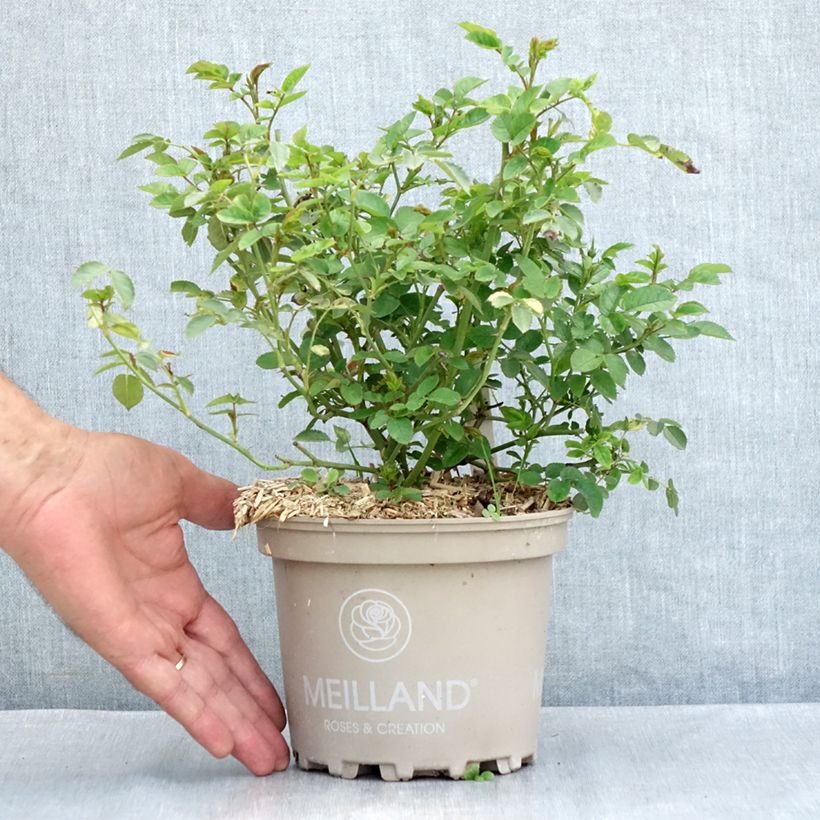 Exemplaar van Rosa La Grande Motte - Trosroos Pot van 2 l/3 l zoals geleverd in de zomer