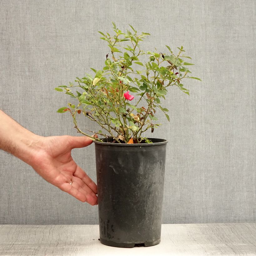 Exemplaar van Rosa Moulin Rouge - Trosroos Pot van 4 l/5 l zoals geleverd in de zomer