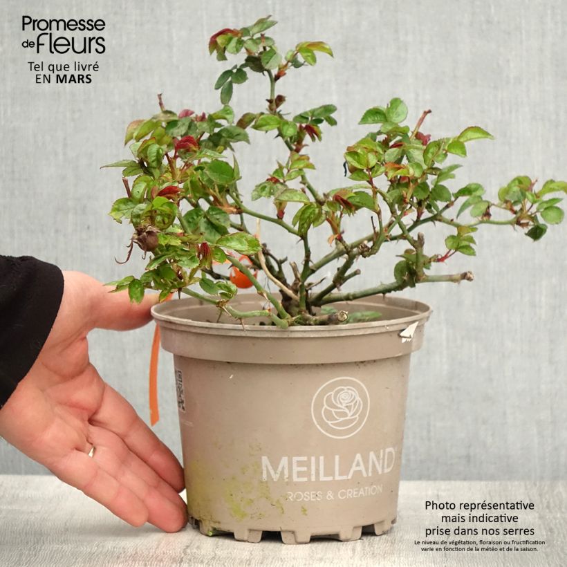 Exemplaar van Rosa Moulin Rouge - Trosroos Pot van 4 l/5 l zoals geleverd in de lente