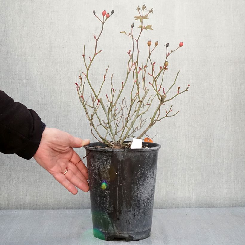 Exemplaar van Rosa Rêve de Paris - Trosroos Pot van 4 l/5 l zoals geleverd in de winter