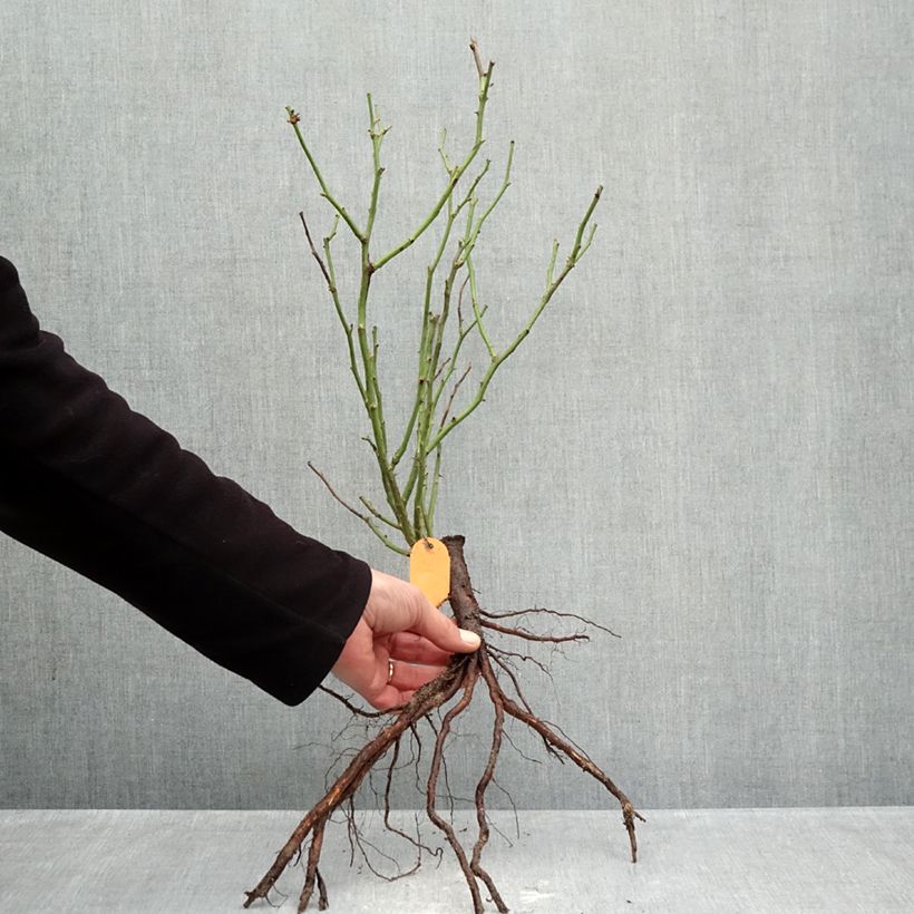 Example of Rosa Red Meilove - Polyantharoos Naakte wortel as you get in hiver