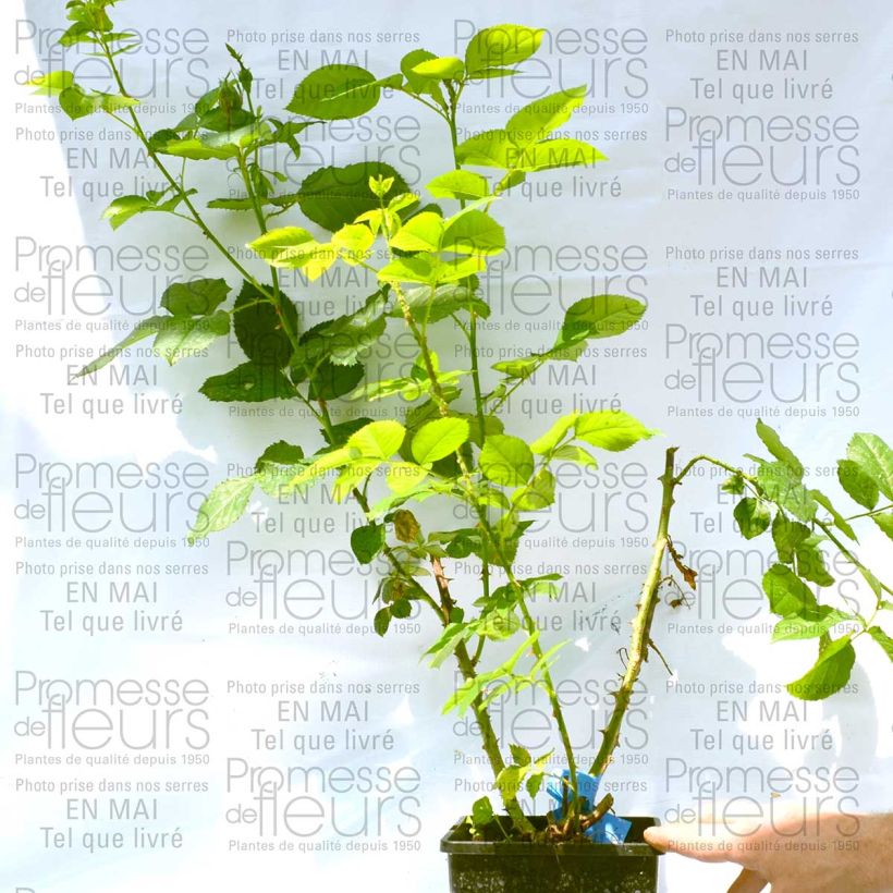 Example of Rosier Generosa Reine Sammut Pot van 4 l/5 l as you get