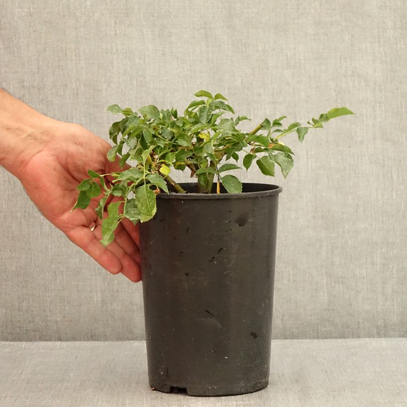 Exemplaar van Rosa Solero - Trosroos Pot van 3 l/4 l zoals geleverd in de zomer