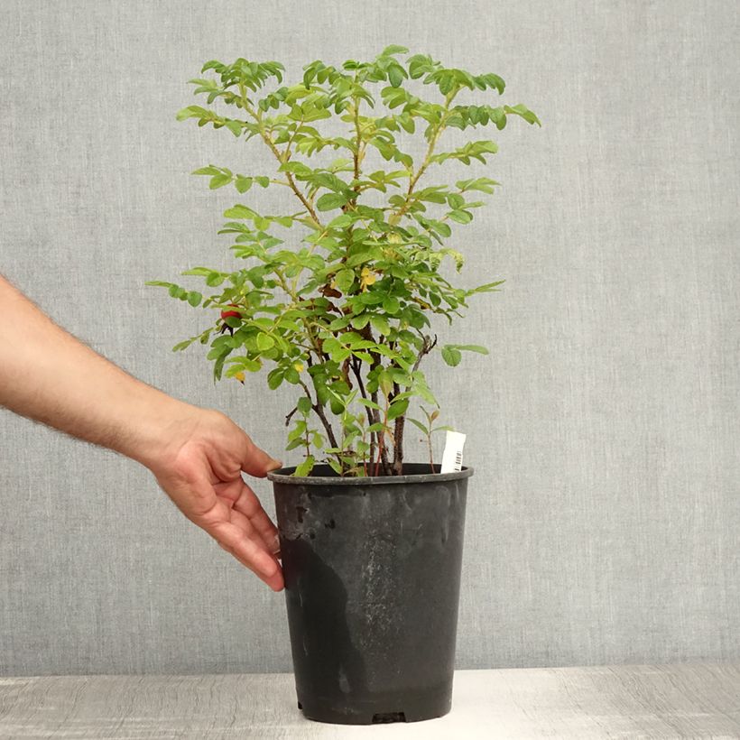 Exemplaar van Rosier rugosa Alba Pot de 3L/4L, Qualité 2 branches zoals geleverd in de zomer