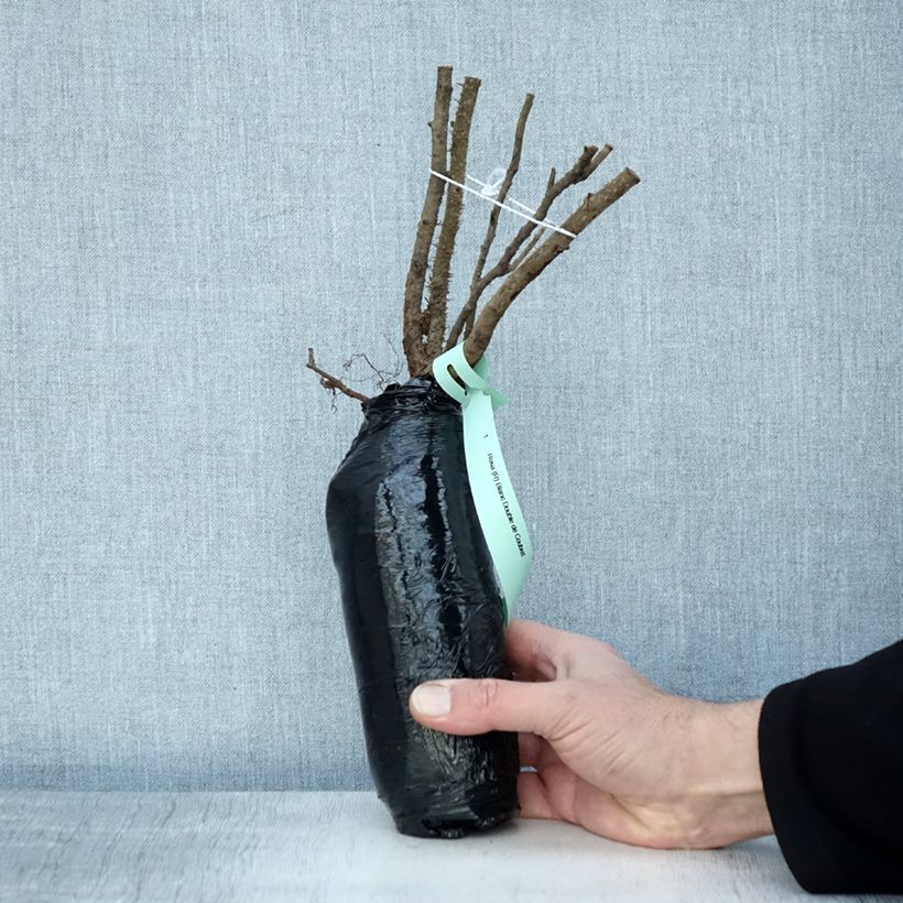 Example of Rosa rugosa Blanc Double de Coubert - Hondsroos In kluit as you get in hiver