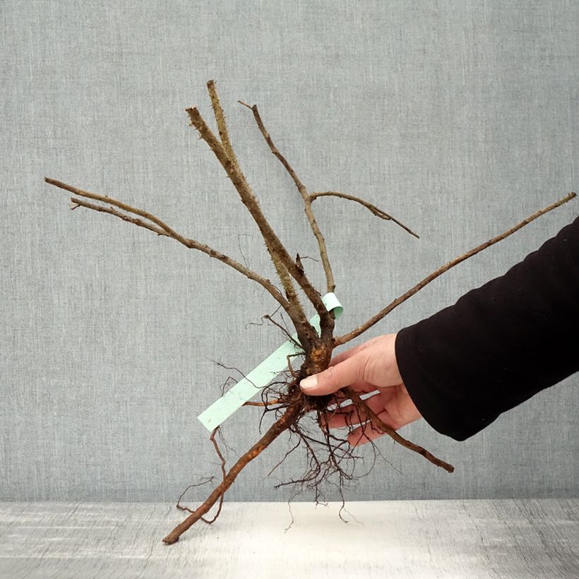 Example of Rosa rugosa Blanc Double de Coubert - Hondsroos Naakte wortel as you get in hiver