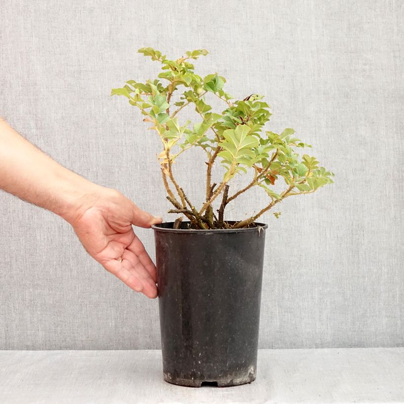Exemplaar van Rosa Dagmar Hastrup - Hondsroos Pot van 2 l/3 l zoals geleverd in de zomer