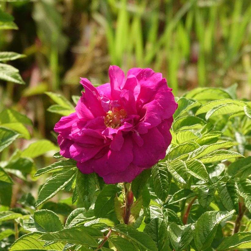 Rosa Hansa - Hondsroos (Bloei)