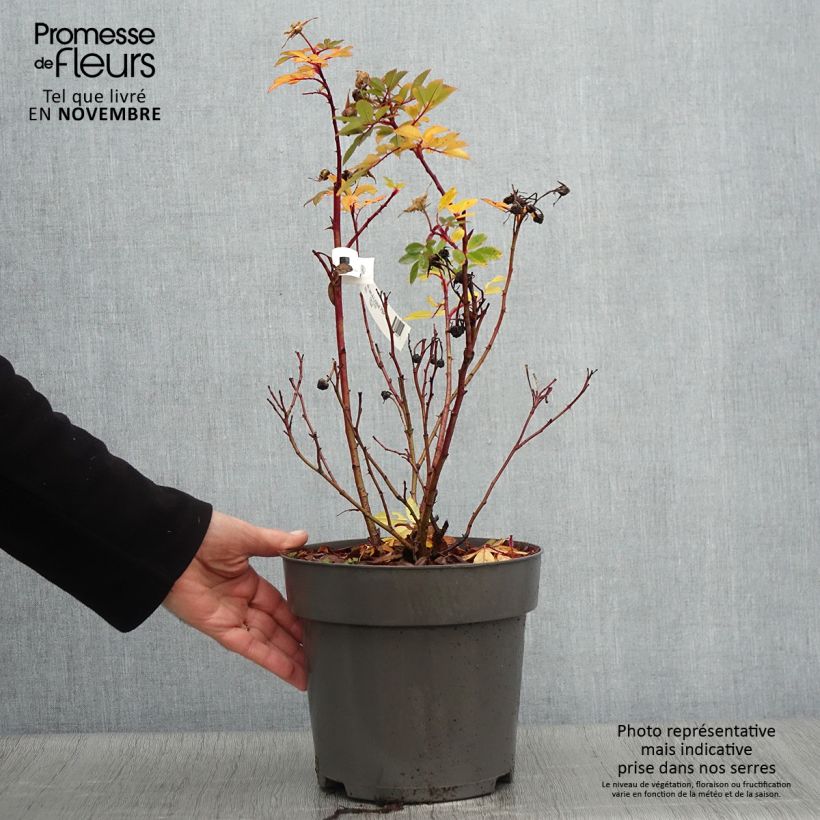 Exemplaar van Rosa Jam-a-licious - Hondsroos Pot van 4 l/5 l zoals geleverd in de herfst