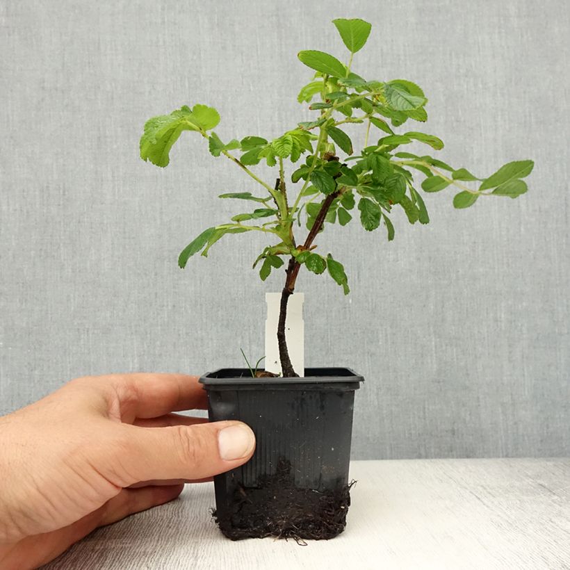 Exemplaar van Rosa Souvenir de Trélazé - rimpelroos Kweekpotje van 8/9 cm zoals geleverd in de lente