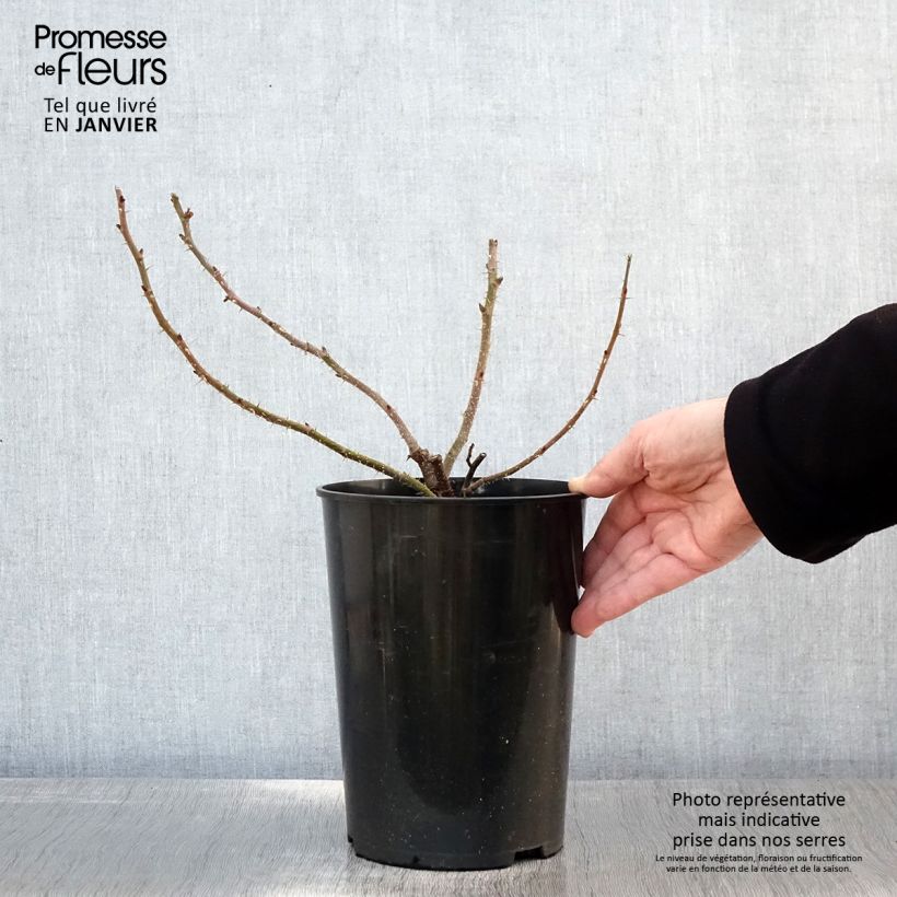 Example of Rosa Roseraie de l'Haÿ - Hondsroos Pot van 3 l/4 l as you get in hiver
